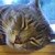 :iconshadowofmyheart13: