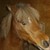 :iconshadowpegasus30: