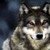 :iconshadowpony56: