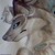 :iconshadowraven24night24: