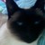 :iconshadowrulez123: