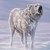 :iconshadowshewolf1:
