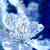 :iconshadowstep57: