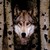 :iconshadowswolfrose: