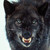 :iconshadowswolves56: