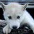 :iconshadowt20: