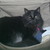:iconshadowthecatplz: