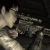 :iconshadowtigerzc: