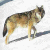 :iconshadowwolf07: