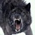 :iconshadowwolf420: