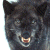 :iconshadowwolf4456: