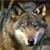 :iconshadowwolf5000: