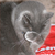 :iconshadowwolve52: