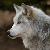 :iconshadowwolves324: