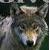:iconshadowxgirl99: