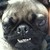 :iconshadowzaz: