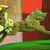 :iconshadycrazyfun445:
