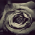 :iconshaina74: