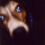 :iconshainabauman: