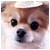 :iconshainabear: