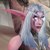 :iconshaitemberwolf: