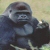 :iconshakebeforeopening:
