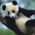 :iconshakespeare-villian: