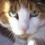 :iconshakeycat:
