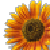 :iconshakira002: