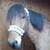 :iconshakoona:
