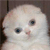:iconshaladin: