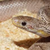 :iconshale-skale: