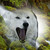 :iconshamenwulf: