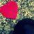 :iconshamu-orka: