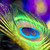 shamulover4life :iconshamulover4life: