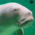 :iconshamusea: