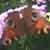 :iconshan-stock: