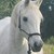 :iconshandyhorse: