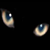 :iconshaneesja: