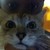 :iconshanel22: