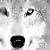 :iconshanewolf172: