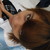 :iconshangii: