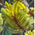 :iconshaniraland: