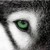 :iconshanixwolf: