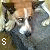 :iconshannonwolf-dog: