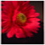 :iconshannspix: