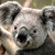 :iconshanny1357: