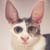 :iconshanshan1: