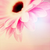 :iconshanuki: