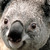 :iconshaphire: